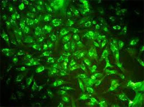 熒光標(biāo)記試劑